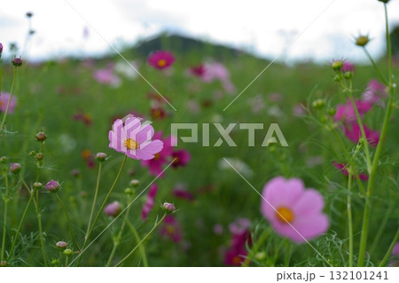 曇り空の下で静かに咲くピンク色のコスモスの花と背景の畝傍山 132101241