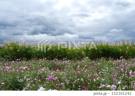 どんより曇った空とススキと満開のコスモス畑 132101242