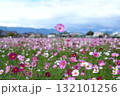 満開のコスモス畑の中でひとつだけ背高く伸びるピンク色のコスモス 132101256