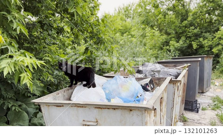 Black homeless cat standing in a dumpster at countryside. Stray kitten looking into camera from trash bin. Problem of protecting animals concept. Close up Black homeless cat standing in a dumpster at countryside. Stray kitten looking into camera from trash bin. Problem of protecting animals concept. Close up 132101263