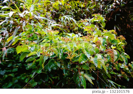 ガマズミ　莢蒾　田代島　猫の島　ネコ 132101576