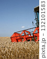Harvester gathers the wheat field 132101583