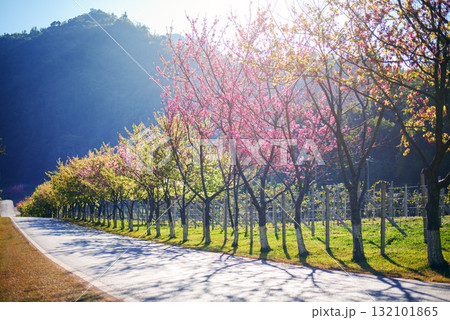 Spring Cherry Blossom Path through a beautiful road , Chiang mai , Thailand 132101865
