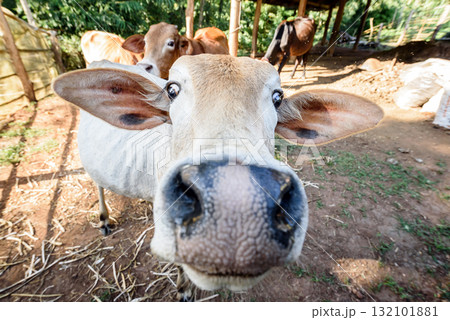 close up funny face cow in nature garden close up funny face cow in nature garden 132101881