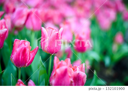 Beautiful  purple pink tulips flower in the garden at morning with sunlight 132101900