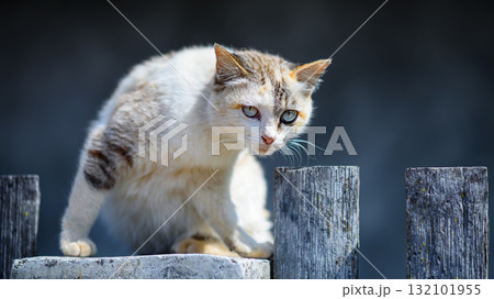 cat on the fence cat on the fence 132101955