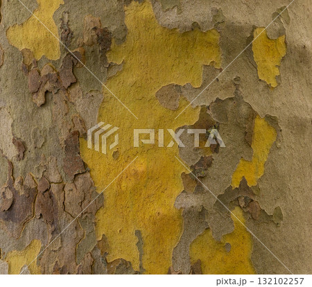 Platan, Platane, Platanus sycamore, plane tree trunk symbol. Texture made of Platan, Platane, sycamore, plane tree bark. Beautiful Platan tree trunk background. Conceptual image. Peaceful nature. Platan, Platane, Platanus sycamore, plane tree trunk symbol. Texture made of Platan, Platane, sycamore, plane tree bark. Beautiful Platan tree trunk background. Conceptual image. Peaceful nature. 132102257