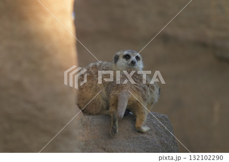 巣に戻ってきた仲間の前を塞いでしまったミーアキャット 132102290