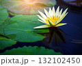beautiful lotus flower in the pond 132102450