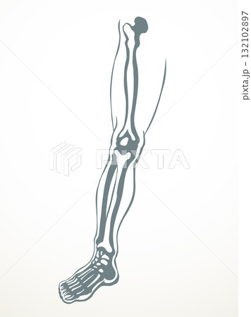 Vector drawing. Bones of the leg 132102897