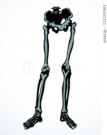 Vector drawing. Bones of the leg 132102901