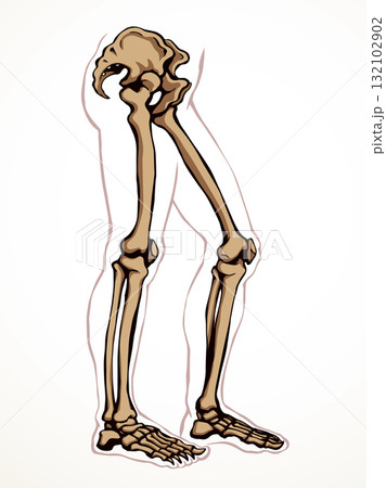 Vector drawing. Bones of the leg Vector drawing. Bones of the leg 132102902