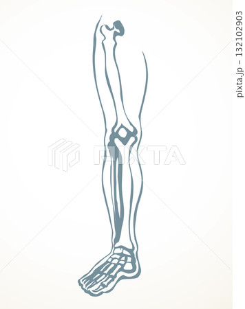 Vector drawing. Bones of the leg Vector drawing. Bones of the leg 132102903