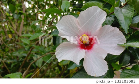 白いハイビスカス 132103093