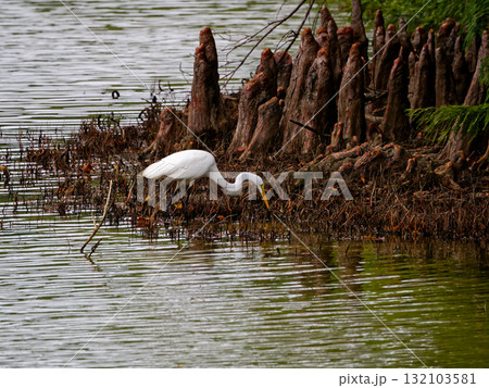 サギ科ダイサギの亜種チュウダイサギの狩り サギ科ダイサギの亜種チュウダイサギの狩り 132103581