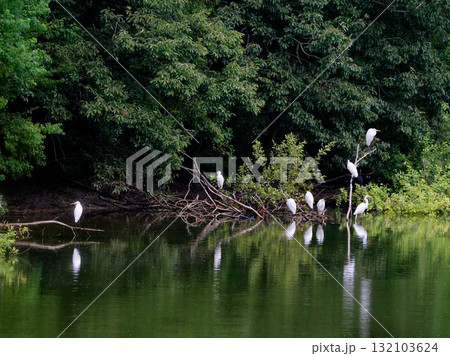 サギ科ダイサギの亜種チュウダイサギの群れ 132103624