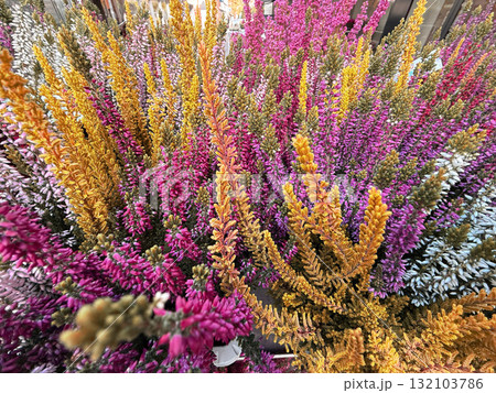 Multicolored Heather (Calluna vulgaris) Garden Background Multicolored Heather (Calluna vulgaris) Garden Background 132103786