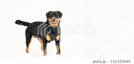 Black Rottweiler Metzgerhund Dog In Snow During Winter Day. Dog Is Dressed In A Special Training Suit Black Rottweiler Metzgerhund Dog In Snow During Winter Day. Dog Is Dressed In A Special Training Suit 132103845