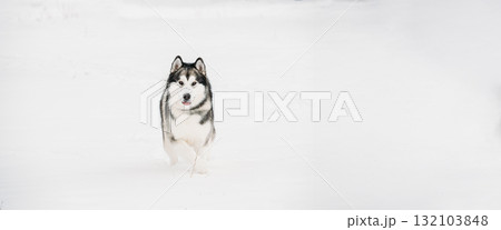 Alaskan Malamute Playing Outdoor In Snow, Winter Season. Playful Pets Outdoors Alaskan Malamute Playing Outdoor In Snow, Winter Season. Playful Pets Outdoors 132103848