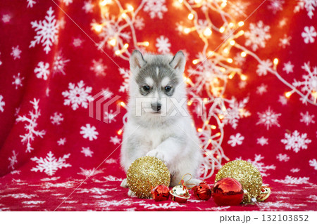 Playful husky puppy surrounded by golden and red Christmas ornaments on a festive red background with lights and snowflakes. Perfect for seasonal pet imagery and holiday themes. Playful husky puppy surrounded by golden and red Christmas ornaments on a festive red background with lights and snowflakes. Perfect for seasonal pet imagery and holiday themes. 132103852