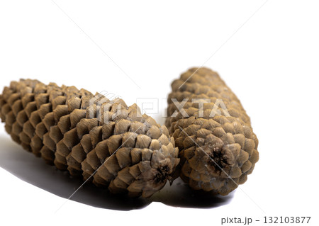 lump of tree isolated on white background 132103877