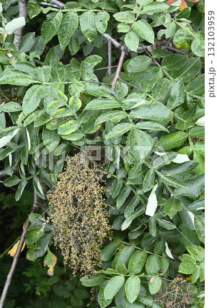 ヌルデの実 132103959