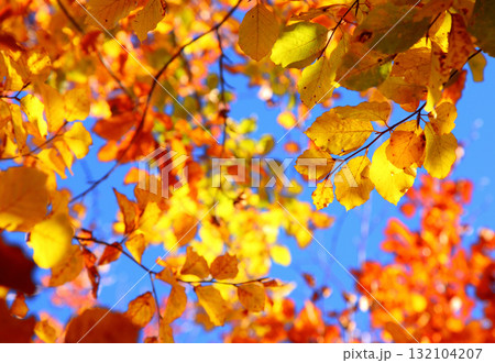 leaves 132104207