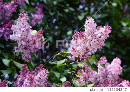 lilac lilac 132104247