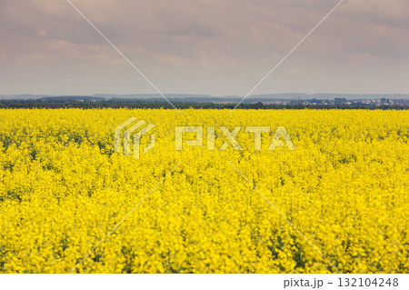 field field 132104248