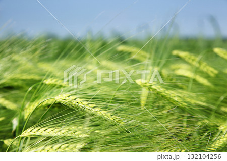 wheat wheat 132104256