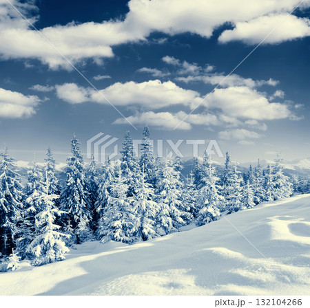winter winter 132104266