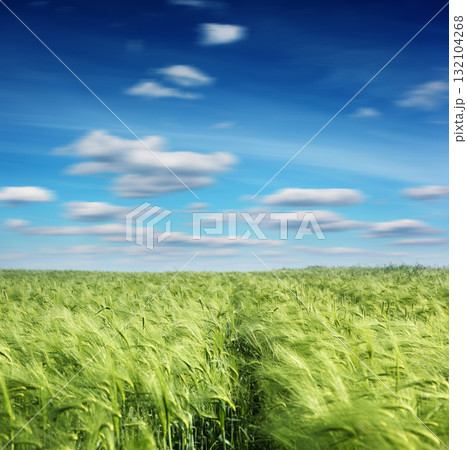 field 132104268