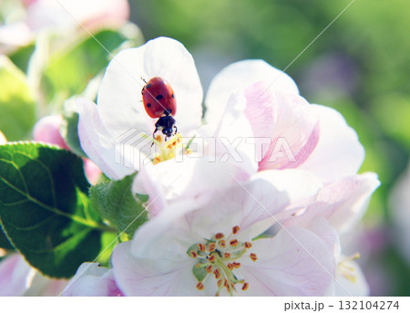 ladybird ladybird 132104274