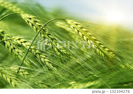 wheat wheat 132104278