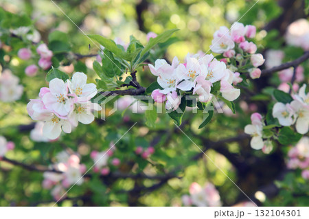apple-tree apple-tree 132104301
