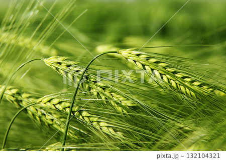 green wheat 132104321