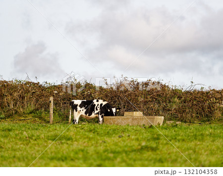 A black and white cow drinks water from a trough in a grassy field. A thick hedgerow and overcast sky form the backdrop in rural West Cork. 132104358