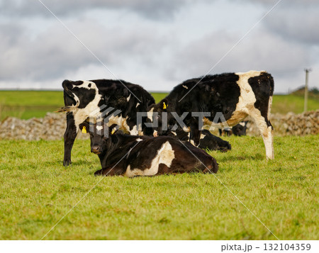 Several black and white cows are resting and grazing on a lush green field. The scene is set in the countryside of West Cork, Ireland, with a cloudy sky above. Several black and white cows are resting and grazing on a lush green field. The scene is set in the countryside of West Cork, Ireland, with a cloudy sky above. 132104359