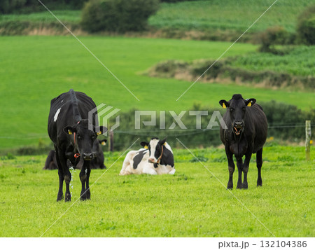 Three cows stand and rest in a field. One is black and white, while two are primarily black. This is rural West Cork in Ireland. 132104386