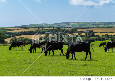 Several black and white cows are grazing in a bright green field in West Cork. Rolling hills with farms and fields are visible in the background on a sunny day. 132104387