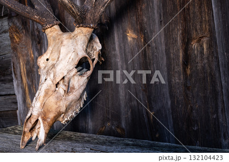 Skull of a deer without horn. Deer skull close. Skull of a deer without horn. Deer skull close. 132104423