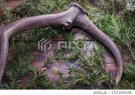 This antler and needles. Composition from horns and needles. 132104426