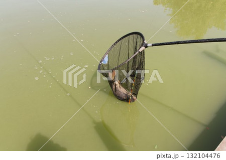 Catch a carp. Catch a carp. 132104476
