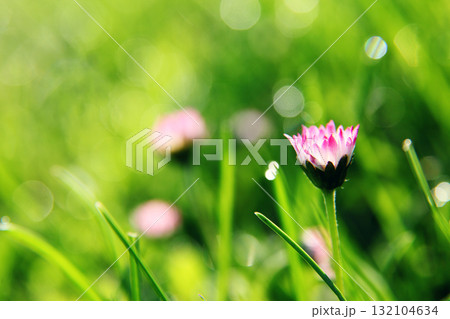 flower flower 132104634
