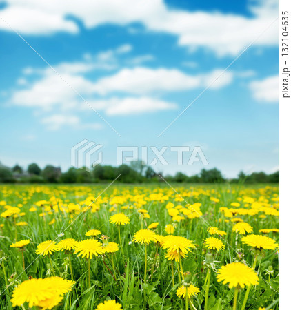 dandelions 132104635