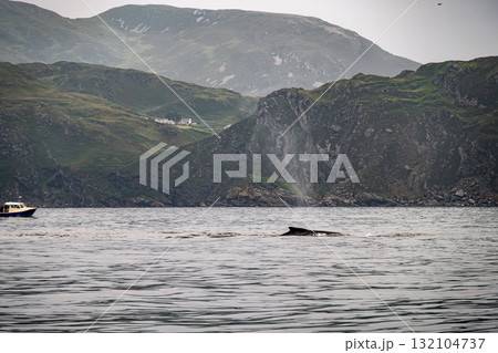 Humpback Whale, Megaptera novaeangliae, blowing by Teelin in Donegal Bay, Ireland 132104737