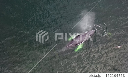 Humpback Whales, Megaptera novaeangliae, travelling and blowing in Donegal Bay, Ireland 132104738