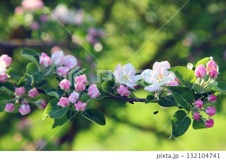 apple-tree 132104741