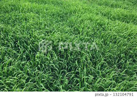 grass grass 132104791