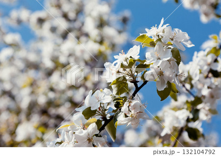 apple-tree 132104792
